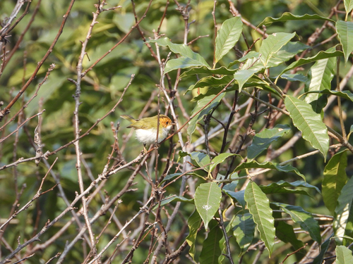 Rufous-faced Warbler