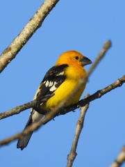 Pheucticus chrysopeplus