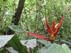 Heliconia wilsonii