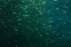 Sardinops sagax