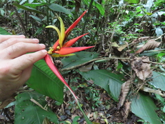 Heliconia wilsonii