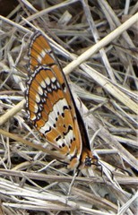 Byblia