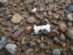 Mesoleuca albicillata