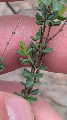 Scarlet Calamint (Clinopodium coccineum)