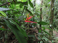 Heliconia wilsonii
