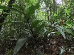 Heliconia wilsonii