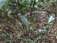 Heliconia wilsonii