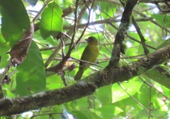 Chlorothraupis carmioli