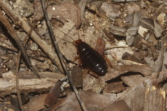 Nyctiborinae