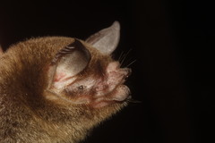 Pteronotus mesoamericanus