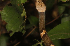 Leptodeira frenata