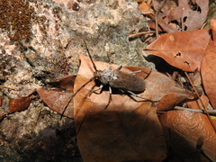 Gnaphalodes trachyderoides
