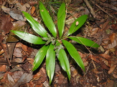 Zamia prasina