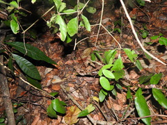 Leptodeira frenata