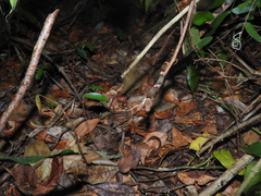 Leptodeira frenata