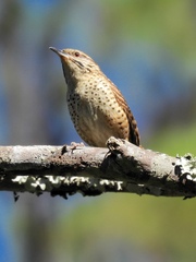 Spotted Wren photo 5