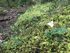 Pseudotrillium rivale