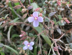 Schwackaea cupheoides