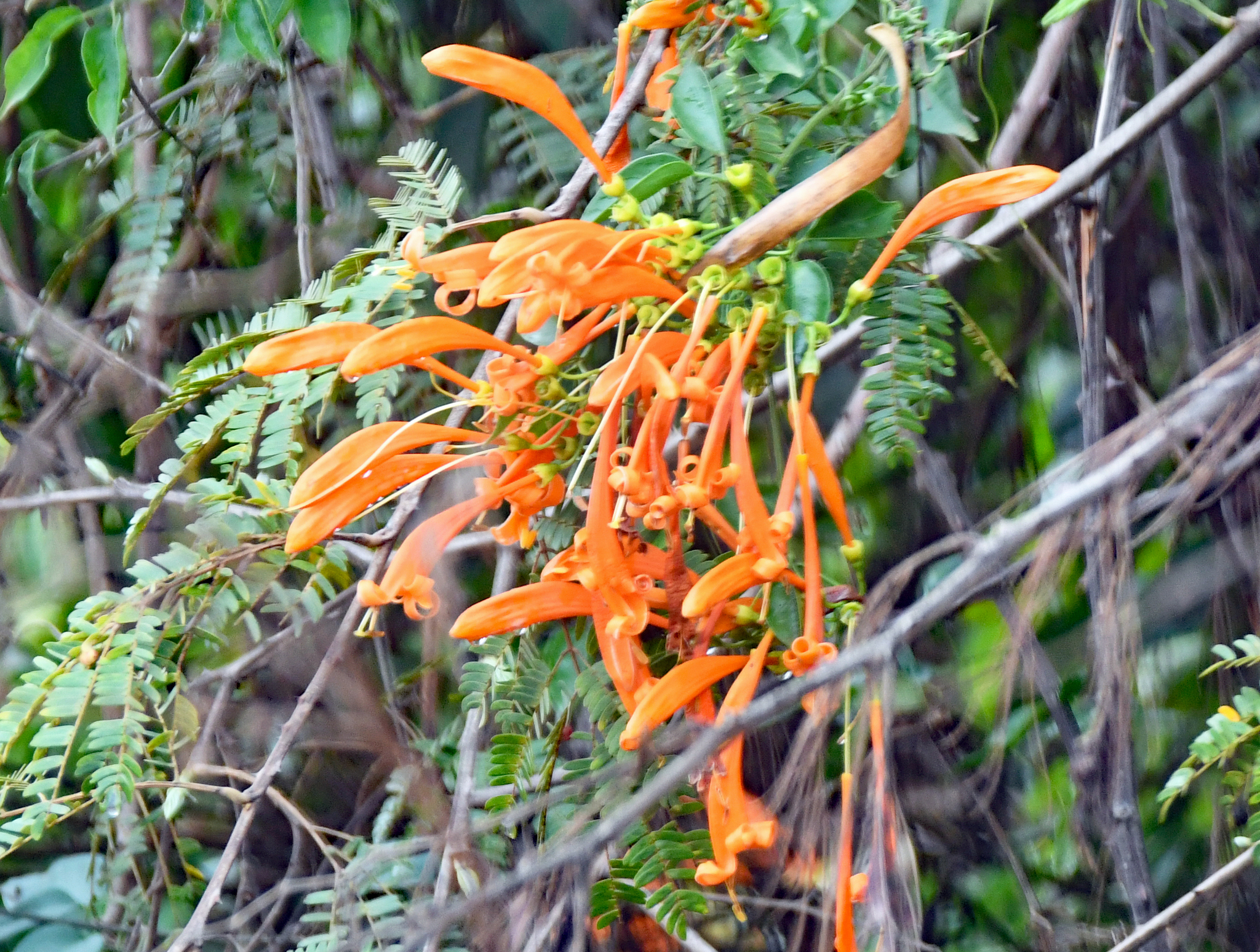 Pyrostegia venusta