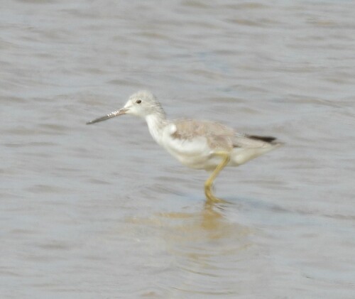 Nordmann's Greenshank (Tringa guttifer), photo 6