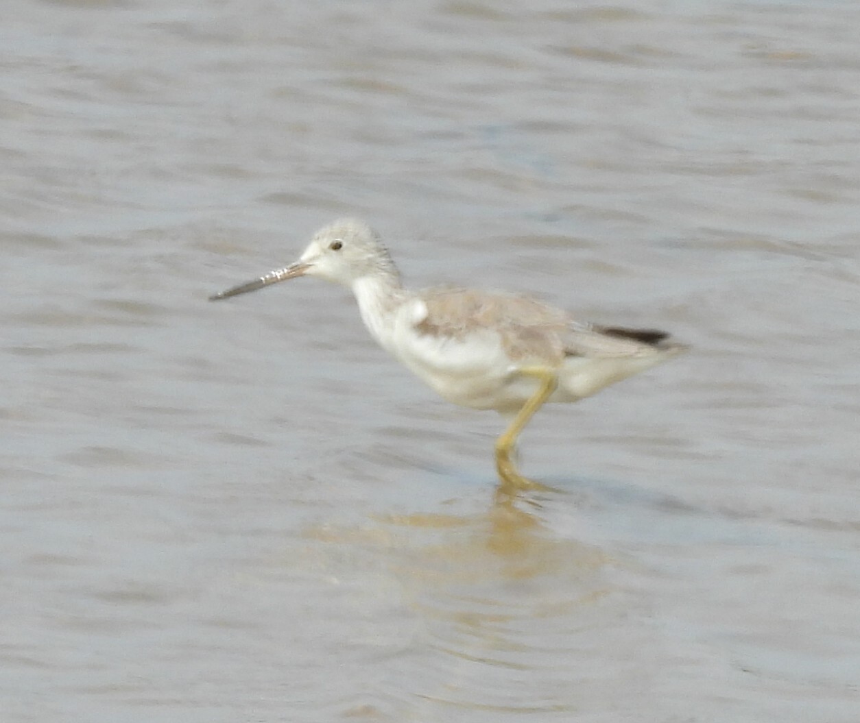 Nordmann's Greenshank (Tringa guttifer), photo 7