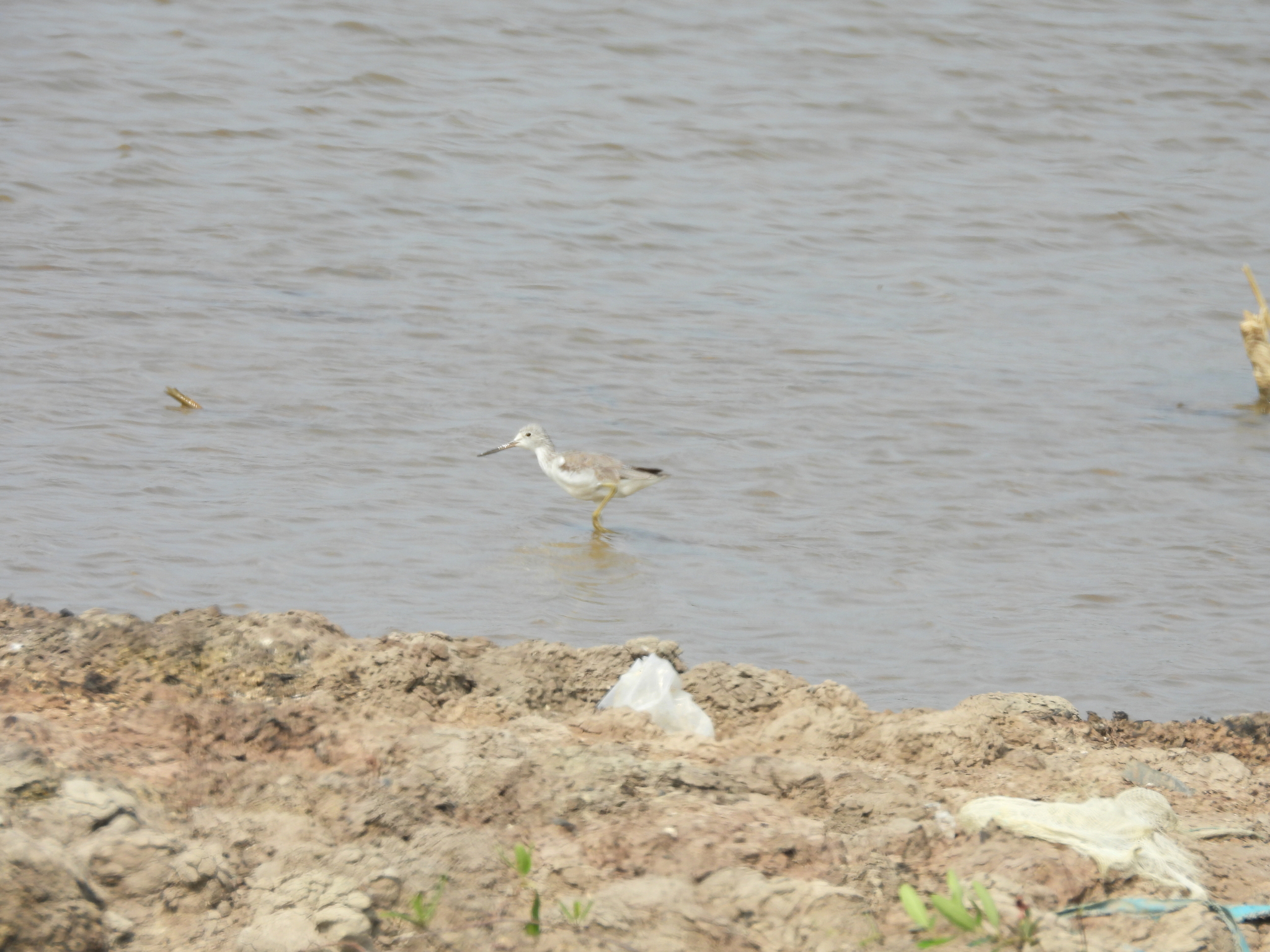 Nordmann's Greenshank (Tringa guttifer), photo 8