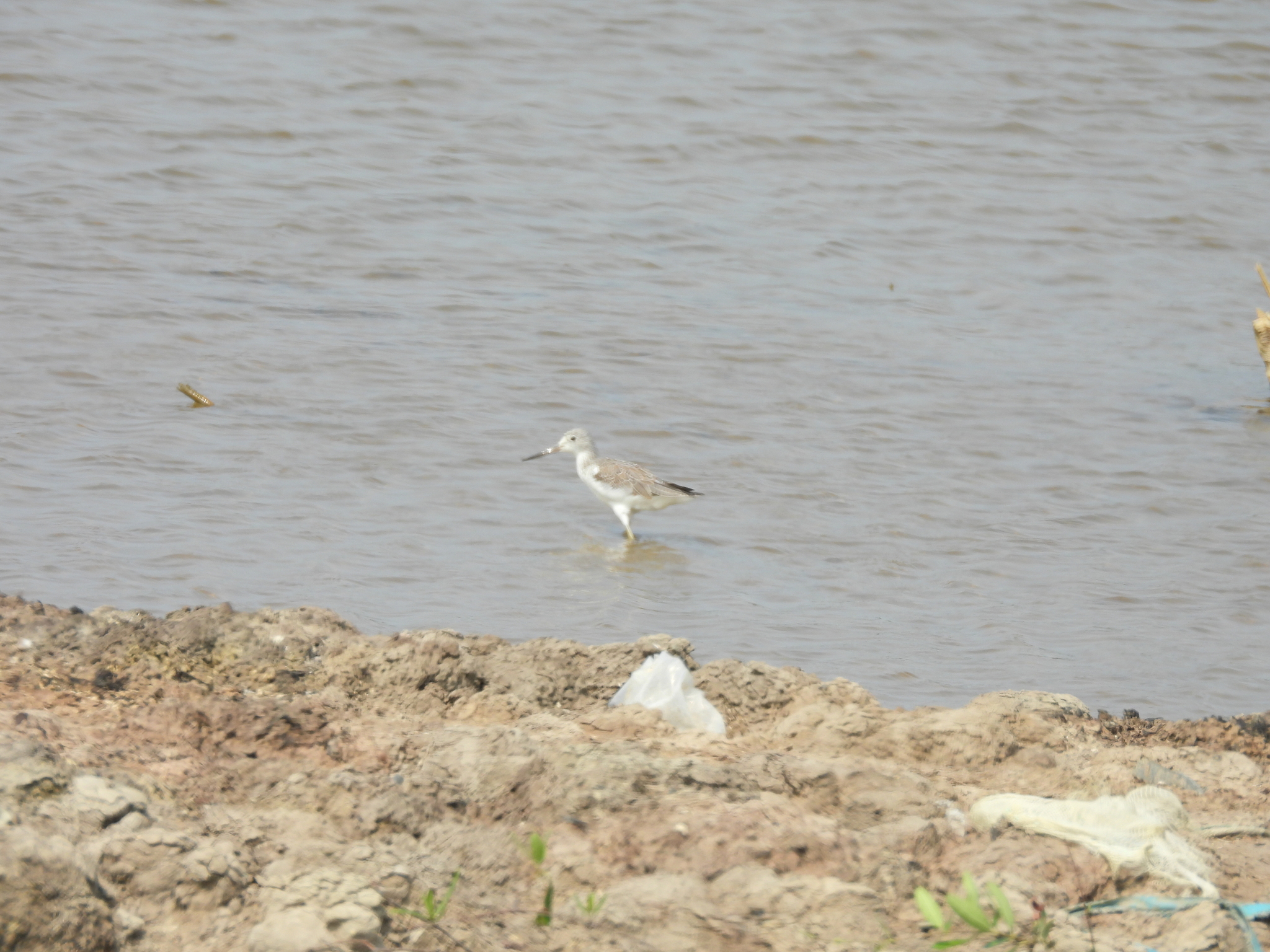 Nordmann's Greenshank (Tringa guttifer), photo 9