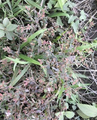 Schwackaea cupheoides