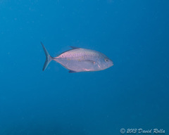 Ferdauia orthogrammus