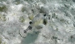 Lactophrys triqueter