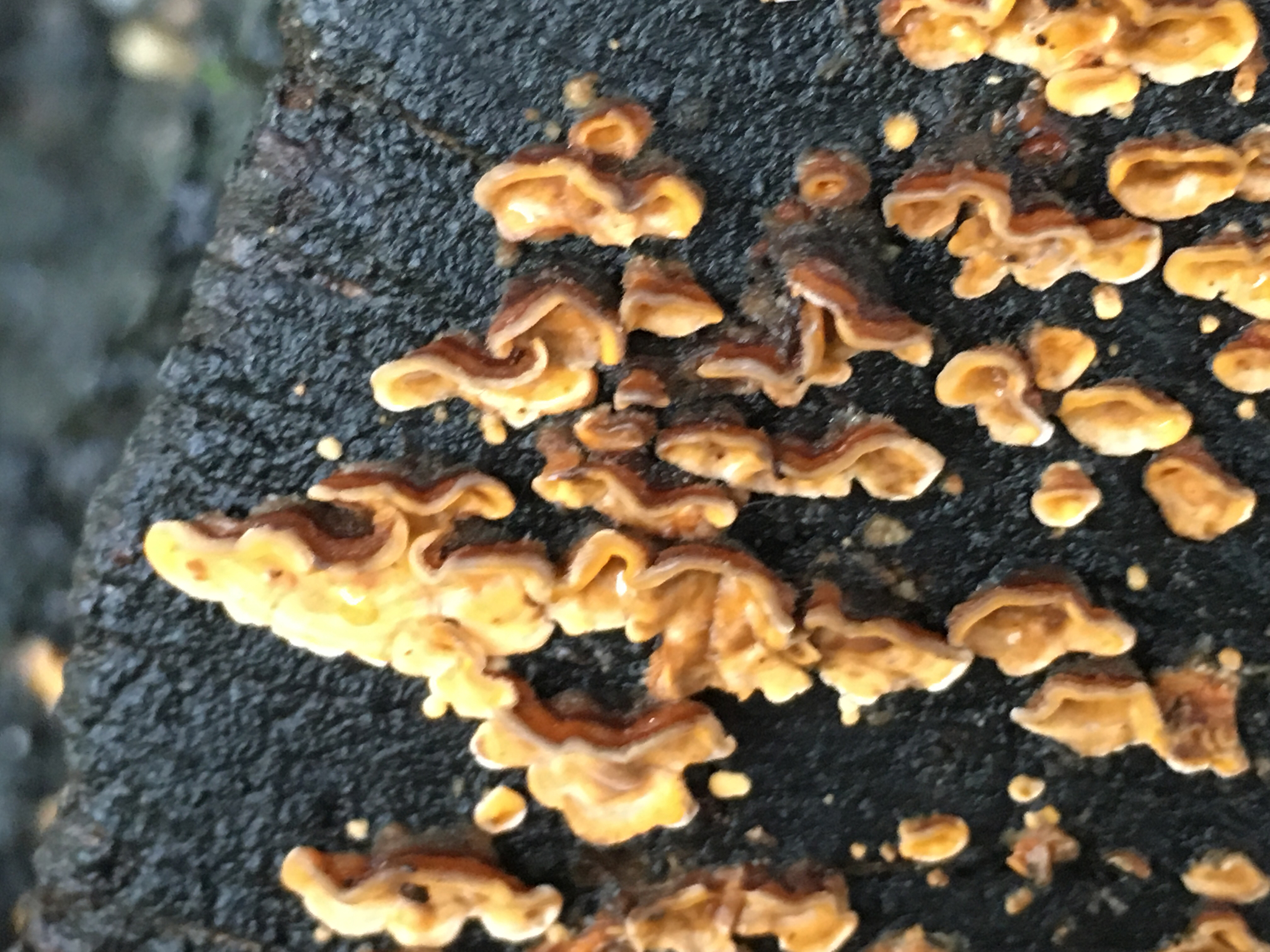 Stereum hirsutum image