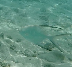 Trachinotus goodei