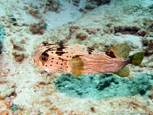 Longspined Porcupinefish, photo 9 of 9