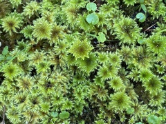 Mniodendron comatum