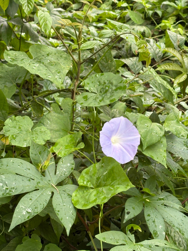 Ipomoea indica observed 2026-03-10