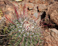 Ferocactus emoryi rectispinus