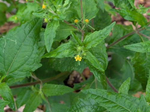 Sigesbeckia orientalis observed 2026-03-10