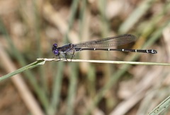 Argia translata
