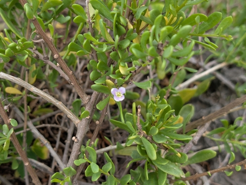 'ohelo kai (Lycium sandwicense)