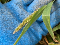Setaria adhaerens, photograph author not stated, no rights reserved