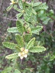 Ceanothus papillosus