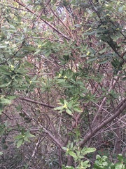 Ceanothus papillosus