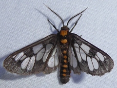 Eressa confinis