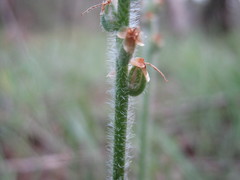 Plantago drummondii