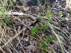 Potentilla chamissonis