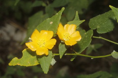Abutilon permolle