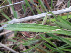 Plantago drummondii
