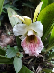Chondrorhyncha