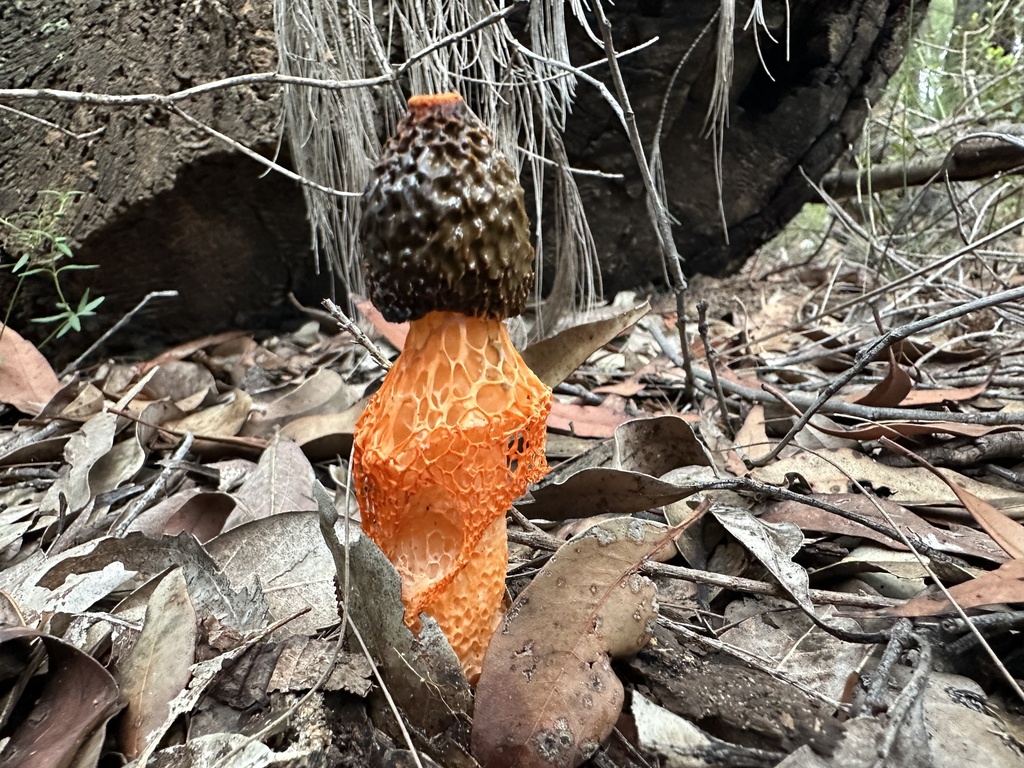 Phallus multicolor · March 2026 · photo: © prossington (iNaturalist, cc-by)