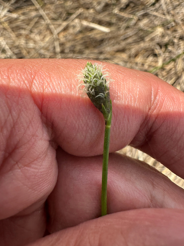 Southern Umbrella-sedge (Fuirena scirpoidea)